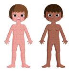 ⁦פאזל לימודי – אנטומיה של גוף האדם ב-50/75/100 חלקים⁩ – תמונה ⁦10⁩