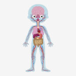 ⁦פאזל לימודי – אנטומיה של גוף האדם ב-50/75/100 חלקים⁩ – תמונה ⁦4⁩