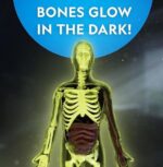 ⁦גוף האדם להרכבה זוהר בחושך | National Geographic⁩ – תמונה ⁦4⁩